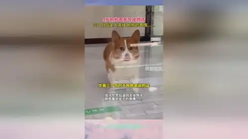 时隔三个月女子去宠物店接狗狗,狗狗看到主人后的表情.....

