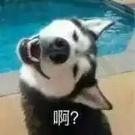 小狗qq表情包
