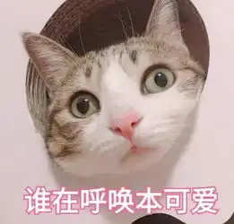 萌贱猫咪带文字表情包,聊天必备,走起
