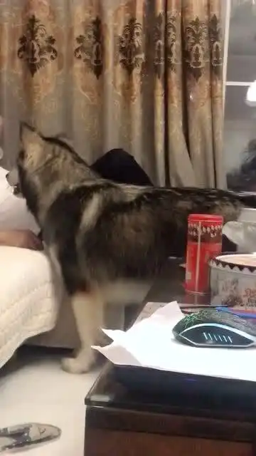 主人躺在了阿拉常呆的地方下一幕狗子的表情,笑死我了
