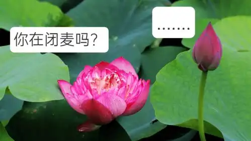 好运莲莲深圳人,你的专属夏日表情包来了
