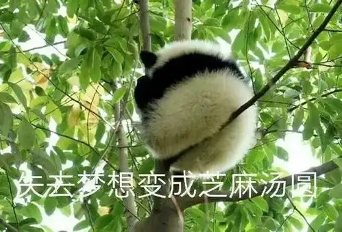 超可爱的熊猫表情包
