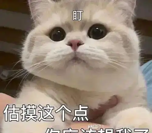 宠物表情包出处猫咪