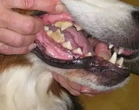 荐货狗狗牙齿问题不容小觑友情提示请勿饭前或者吃饭时观看
