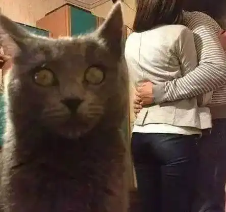 每次主人带女朋友回家亲热,猫咪就像看到什么见不得人的事...
