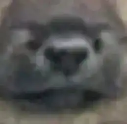 表情包好蠢的表情包笑薯我了