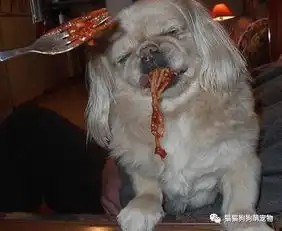 看起来像是喝醉的宠物们,这陶醉的表情也是没谁了
