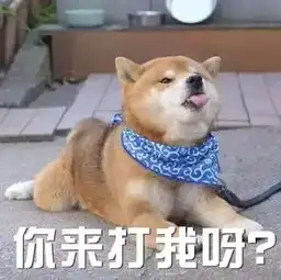 收好了狗年表情包大全有了这些,过年斗图不再怕

