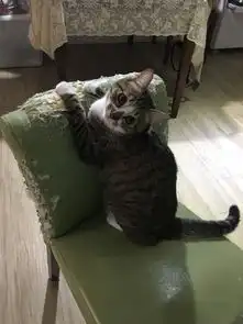 这两只猫霸气出巡,气势杠杠的
