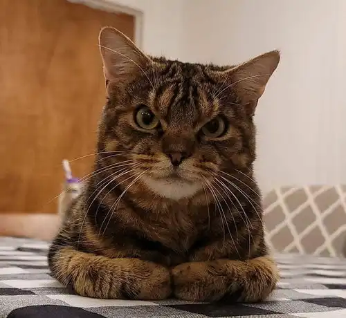 这只猫一年365天就一个表情,宠物专家验证是天生的,它没生气

