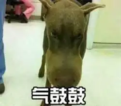 气鼓鼓表情包动物版下载气鼓鼓表情包下载飞翔下载
