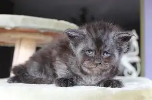 你是狼人派来的救兵吗长了一张人脸的缅因猫好喜感
