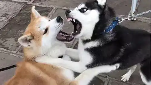 狗狗会不会和人产生误会,然后记仇
