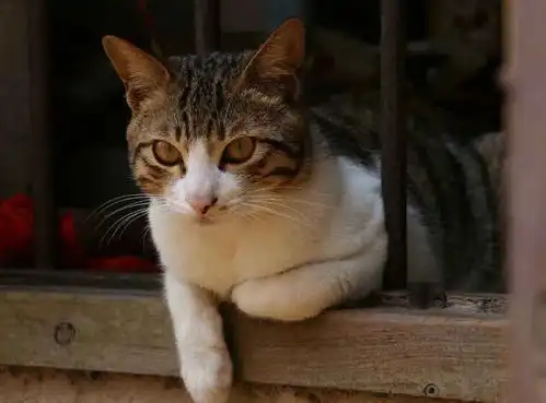 养猫的快乐有6级,你在第几级
