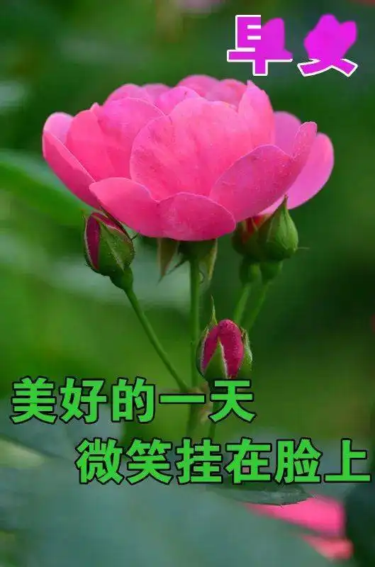 最新早上好带字表情包,祝好友身体健康,笑口常开
