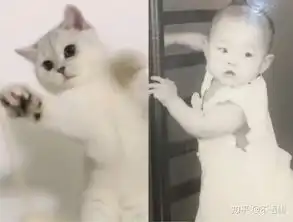 你养的是什么品种的猫,为什么
