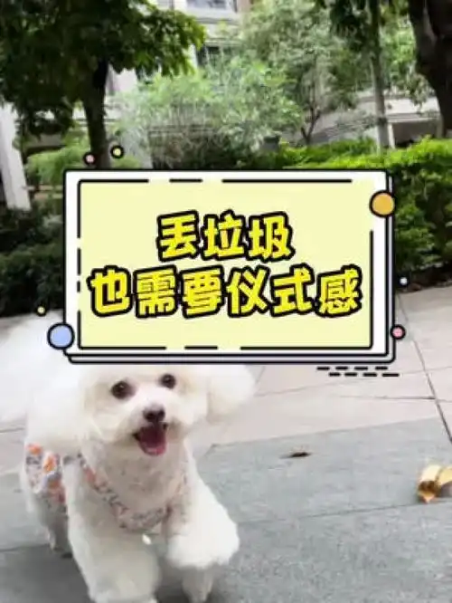 生活需要仪式感,下楼丢垃圾也是需仪式感的萌宠比熊宠物铲屎官的乐趣萌宠好物
