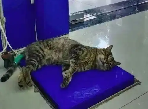 流浪猫在宠物医院休息,竟被医生拉去绝育,猫我只是蹭个空调
