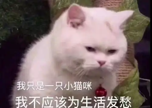 半佛老师视频里面的表情包无水印
