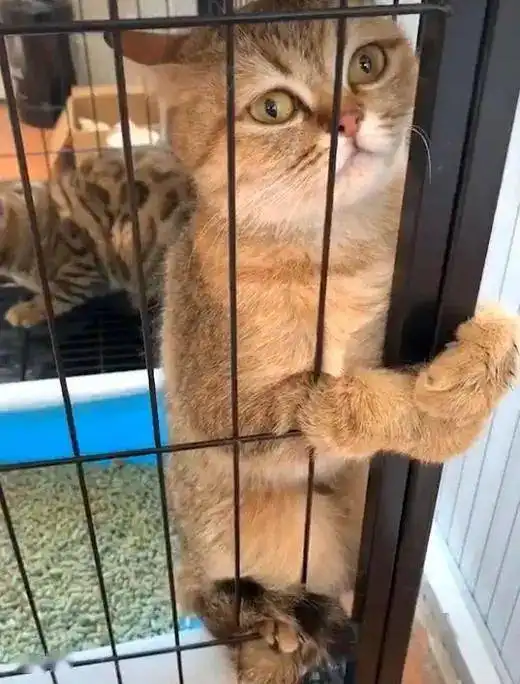 主人为猫咪包办婚姻,猫咪誓死抵抗,委屈的小表情笑死人
