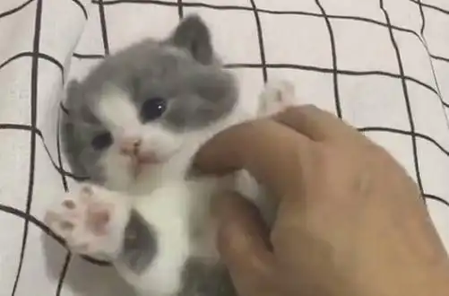 主人看到小蓝猫,忍不住一阵狂揉,猫妈的表情亮了敢动我儿子
