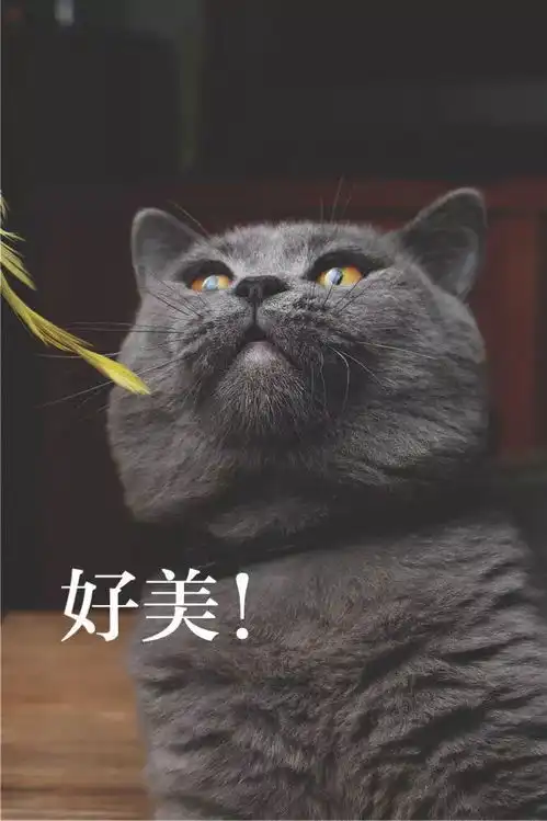 铲屎官用猫咪的不同表情配上文字做成了表情包,太形象了
