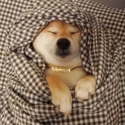 睡觉吧,狗命最重要
