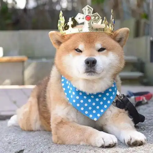 霸道总裁网红柴犬10岁了,以歪嘴笑走红网络,堪称移动表情包
