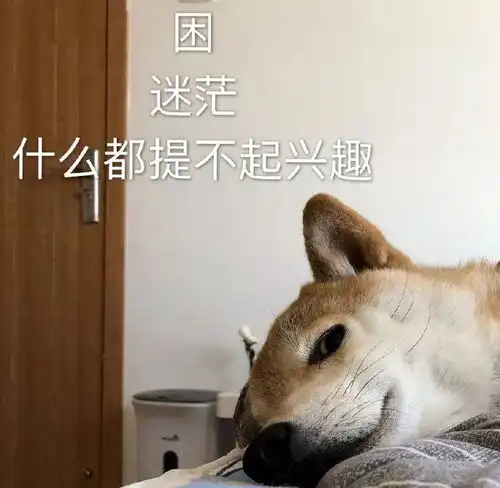 表情包一只叫做芋圆的魔性柴犬
