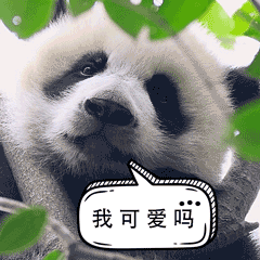 动物表情包大赛开始啦快,秀出你的高质量动物表情包
