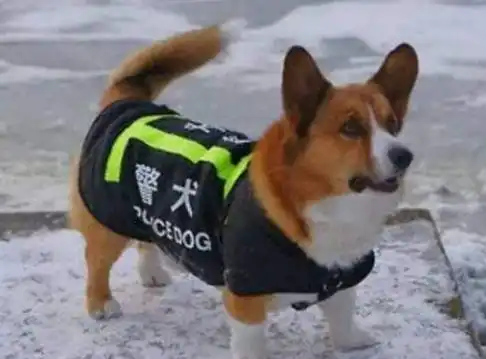小警犬们一大早就训练,其中一只还没睡醒,小表情亮了,笑哭网友
