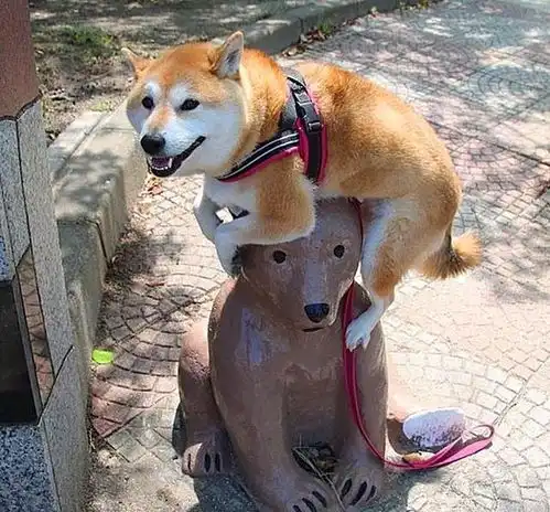 柴犬的有趣灵魂,遇到石像后竟上演一出大戏,网友妥妥的戏精
