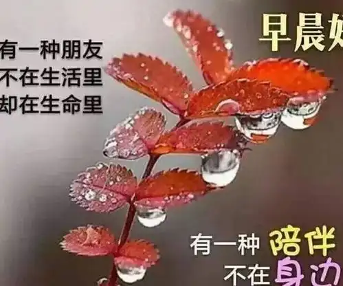 冬天天冷降温早上好起床了表情包,早上打招呼的唯美问候语

