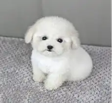 标题宠物狗比熊犬南京哪里买的到南京比熊要多少钱一只南京比熊犬宠物狗怎么卖