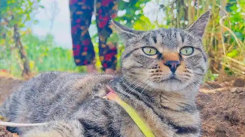 狸花猫逛菜园,一步一定格,活脱脱的移动表情包

