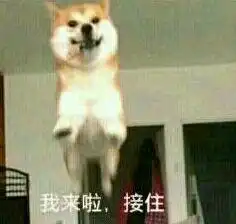 情侣分享的斗图表情包,光棍节又想骗我搞对象
