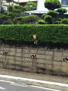 搜救犬4天救7人网曝阿拉斯加当街撩妹14
