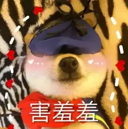 柴犬表情包,这该死的爱情
