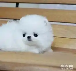 纯种活泼可爱哈多利版最小球体博美出售,欢迎来挑选
