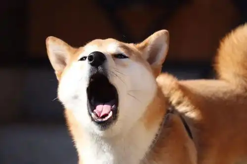 行走的表情包和忠犬八公,竟是一对孪生兄弟

