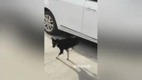 盘点那些搞笑的沙雕gif动态图第八期

