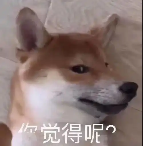 千万别当着宠物的面吃螺蛳粉
