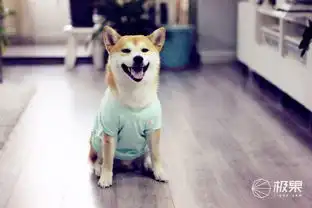昔日表情包重出江湖超萌柴犬主人,教你吸柴新姿势
