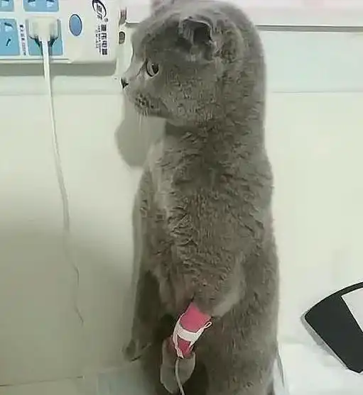 主人带蓝猫去输液,看见蓝猫的眼神,主人又不是我扎的你
