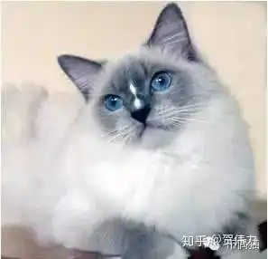 表情教你辨认布偶猫知乎表情
