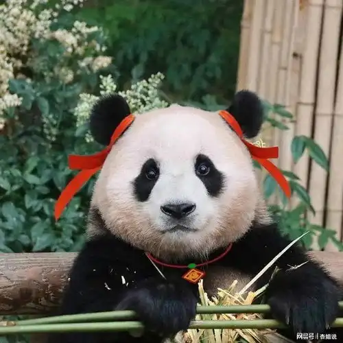 福宝吃醋了,闹小情绪呢
