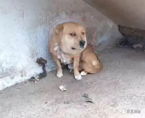 土狗大黄去捣马蜂窝,这下好了吧,你说,能怨谁
