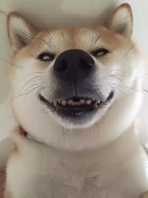 vetworthy柴犬因为这个使出了十八般武艺,原来汪星人不愿意洗澡
