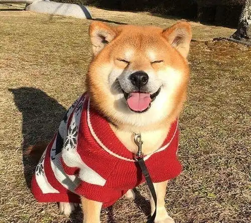 怎么回事我的尾巴失控了
