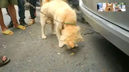 土狗被卖前的表情甚是无奈,求助主人无望之后,感觉已知自己命运
